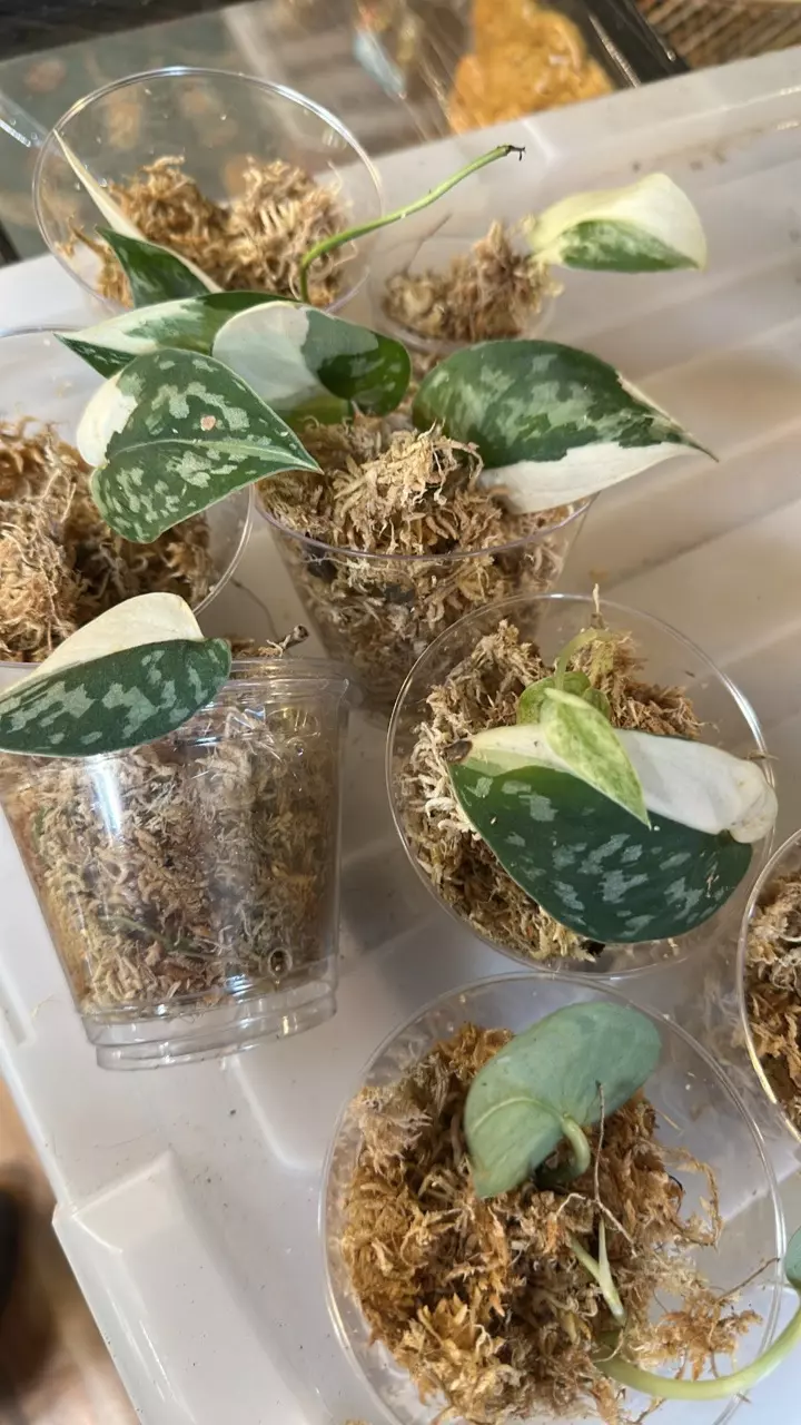 Scindapsus Mayari thumbnail