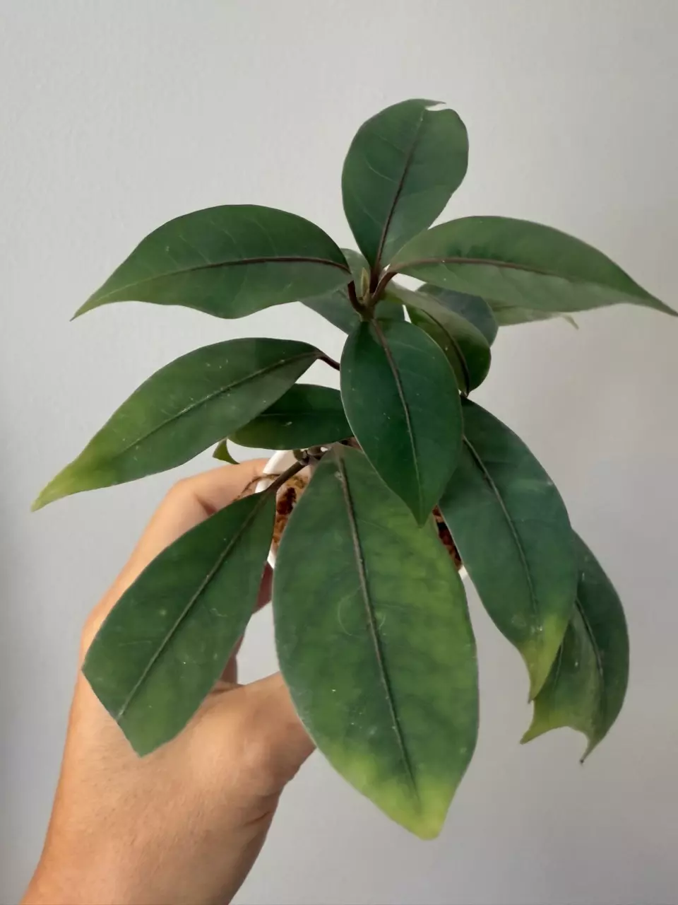ardisia blue ecuador thumbnail