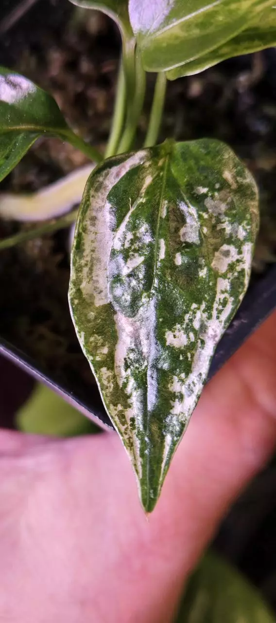 Rare Variegated Anthurium Subsignatum, B thumbnail