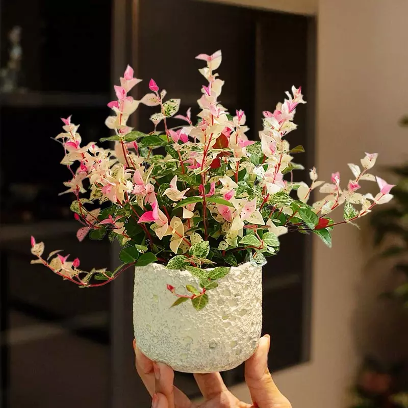 cal shipping fee test donot buy thumbnail