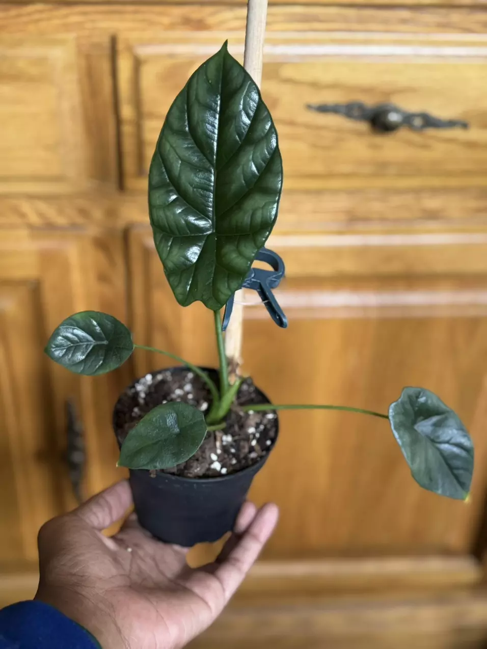 Alocasia Rumple (Growers Choice) thumbnail