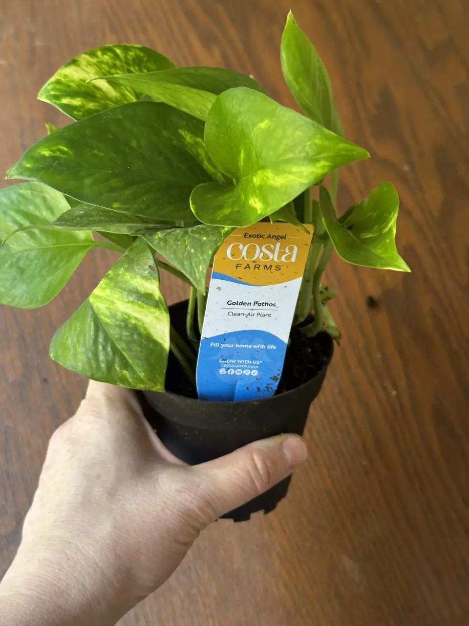 Golden Pothos thumbnail