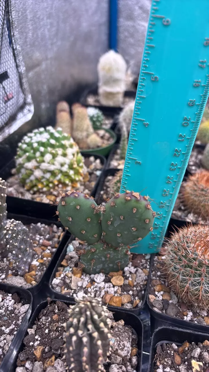 Eastern prickly pear thumbnail
