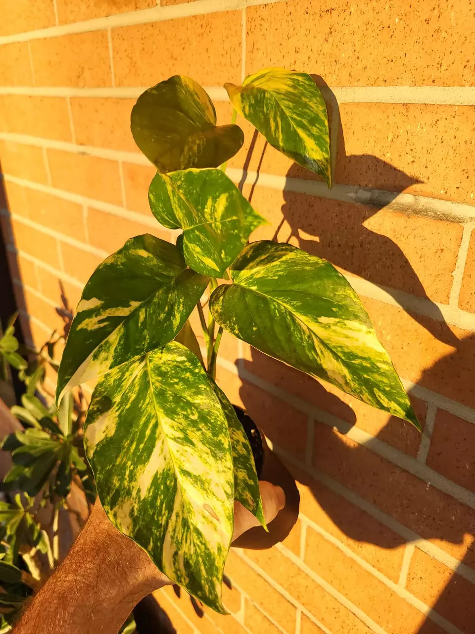 Epi Pin Sunburst Epipremnum Pinnatum Fenestrated Pothos thumbnail