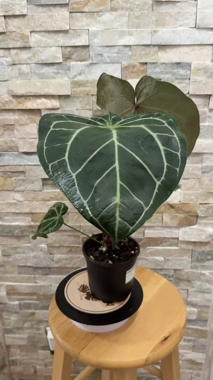 Anthurium (Black Widow x Michelle) X (Michelle x Zara) thumbnail