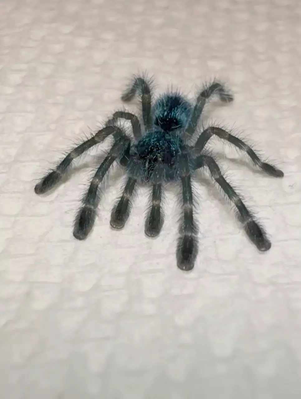 Antilles Pinktoe Tarantula (Caribena versicolor) 3/4" thumbnail