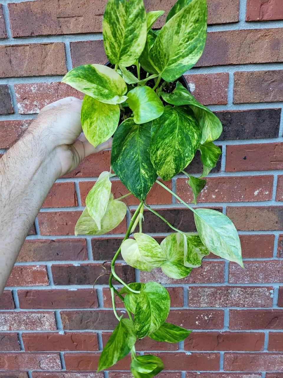 6” Fernando’s Fire Pothos thumbnail