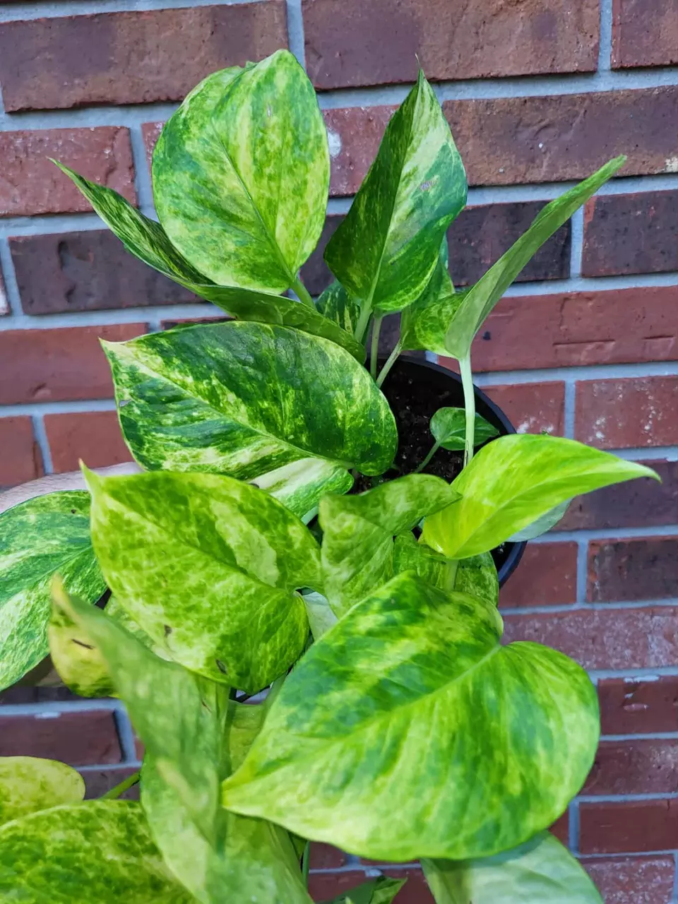6” Fernando’s Fire Pothos thumbnail