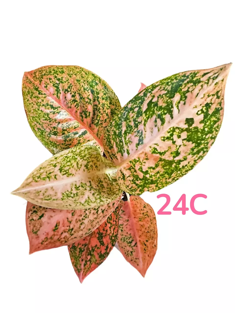 4” Exact Aglaonema Orange Stardust (24C) thumbnail