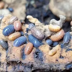 10 Count Mixed Isopod Lot thumbnail