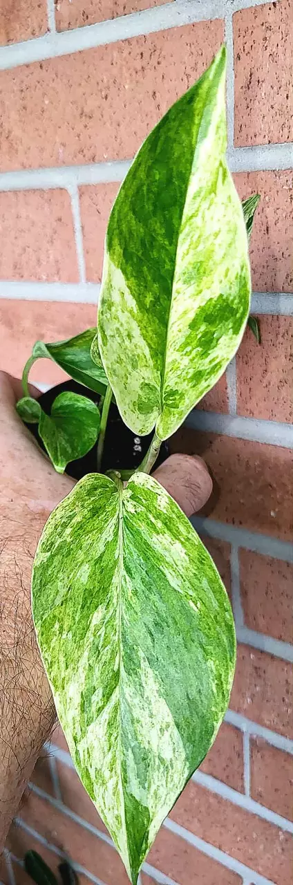 4” Thai NoID Pothos thumbnail