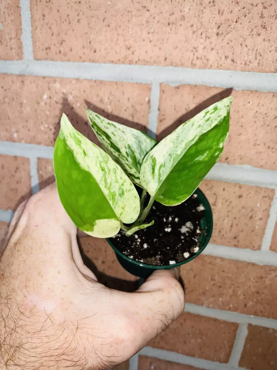 2” Snow Leopard Pothos thumbnail