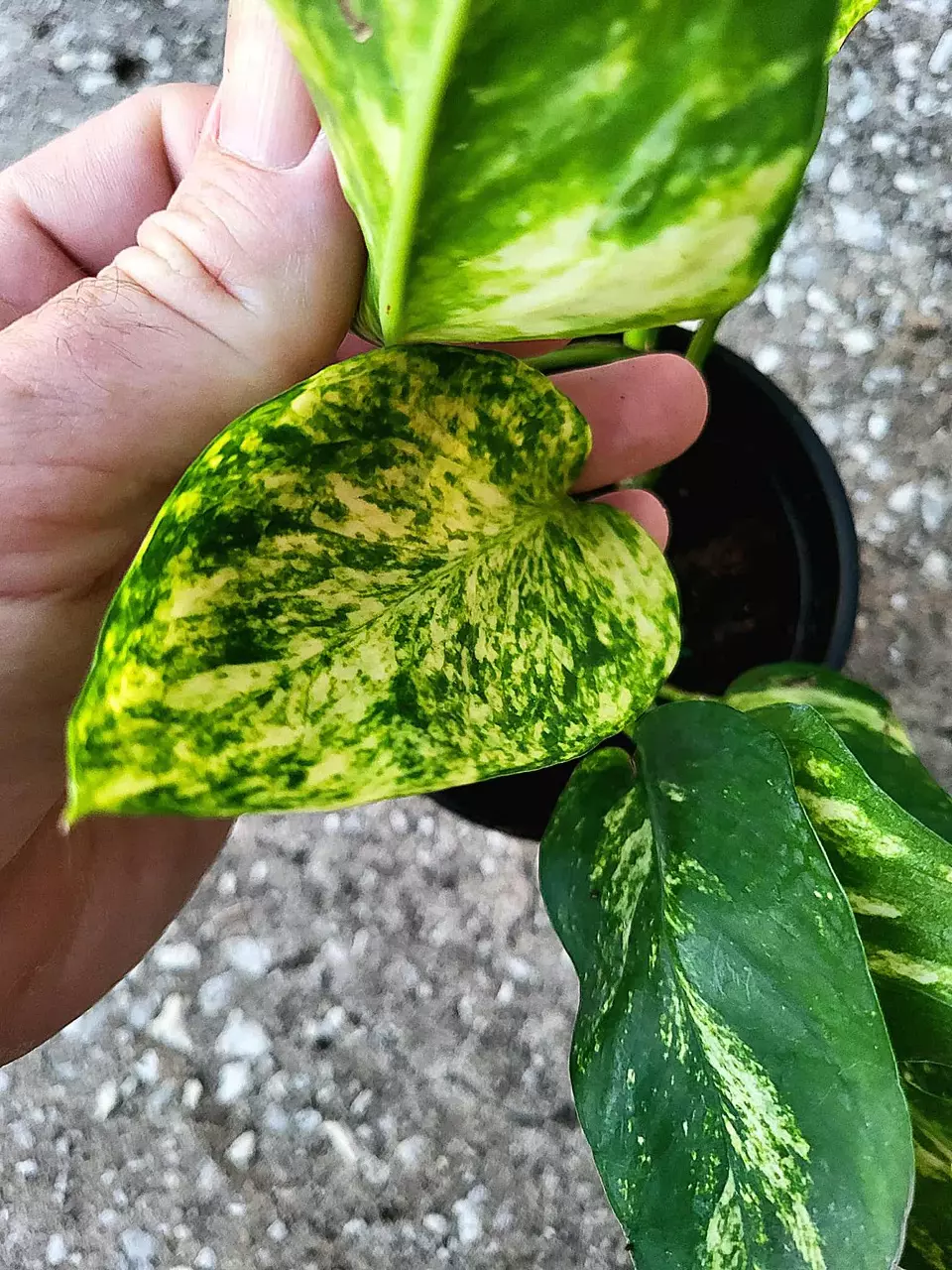 4” Epi Pin Sunburst Epipremnum Pinnatum Fenestrated Pothos thumbnail