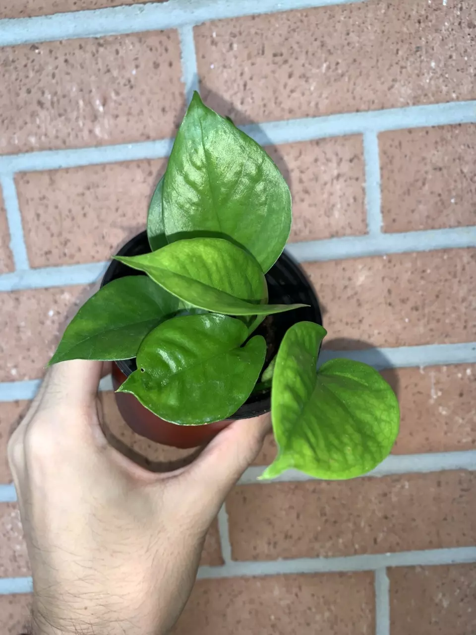 4” Green Genie Pothos thumbnail