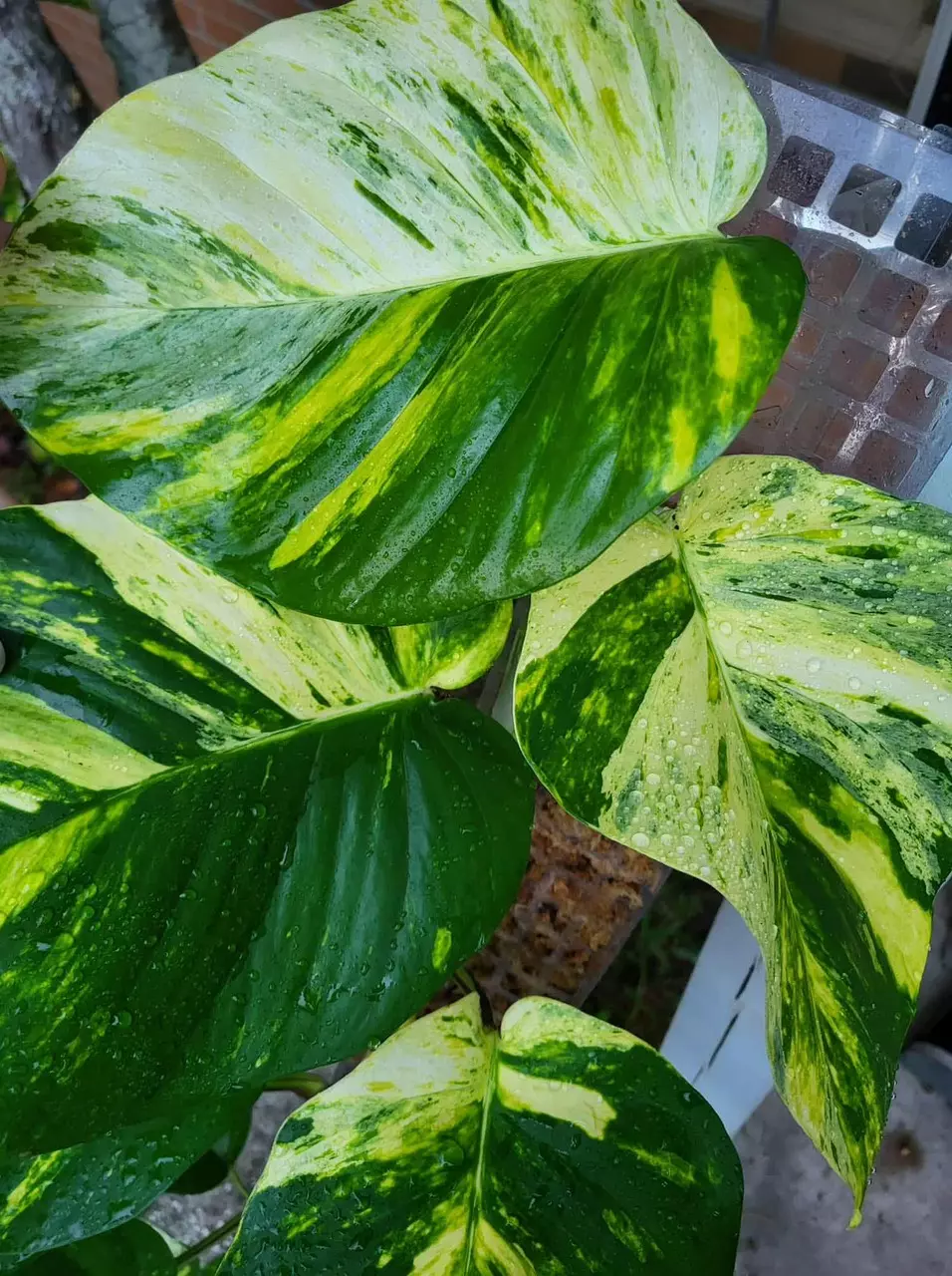 White Sport Golden Mature Form Rooted Node CUTTINGS Variegated Hawaiian Pothos thumbnail