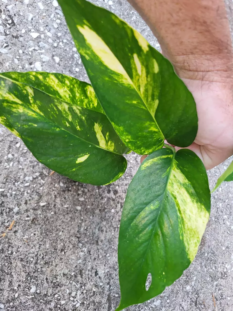 Epi Pin Sunburst Epipremnum Pinnatum Fenestrated Pothos thumbnail