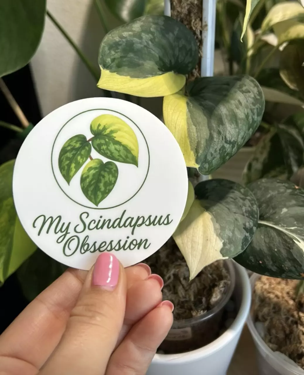 My Scindapsus Obsession Round Sticker thumbnail