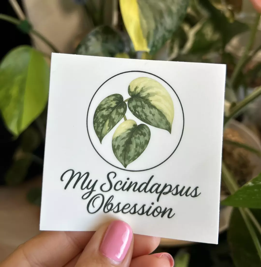 My Scindapsus Obsession Square Sticker thumbnail