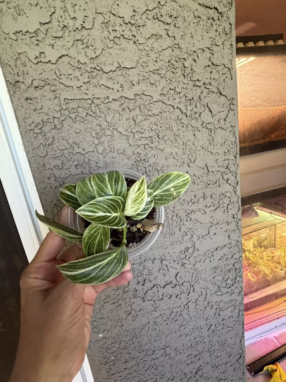 Birkin Evian Philodendron thumbnail