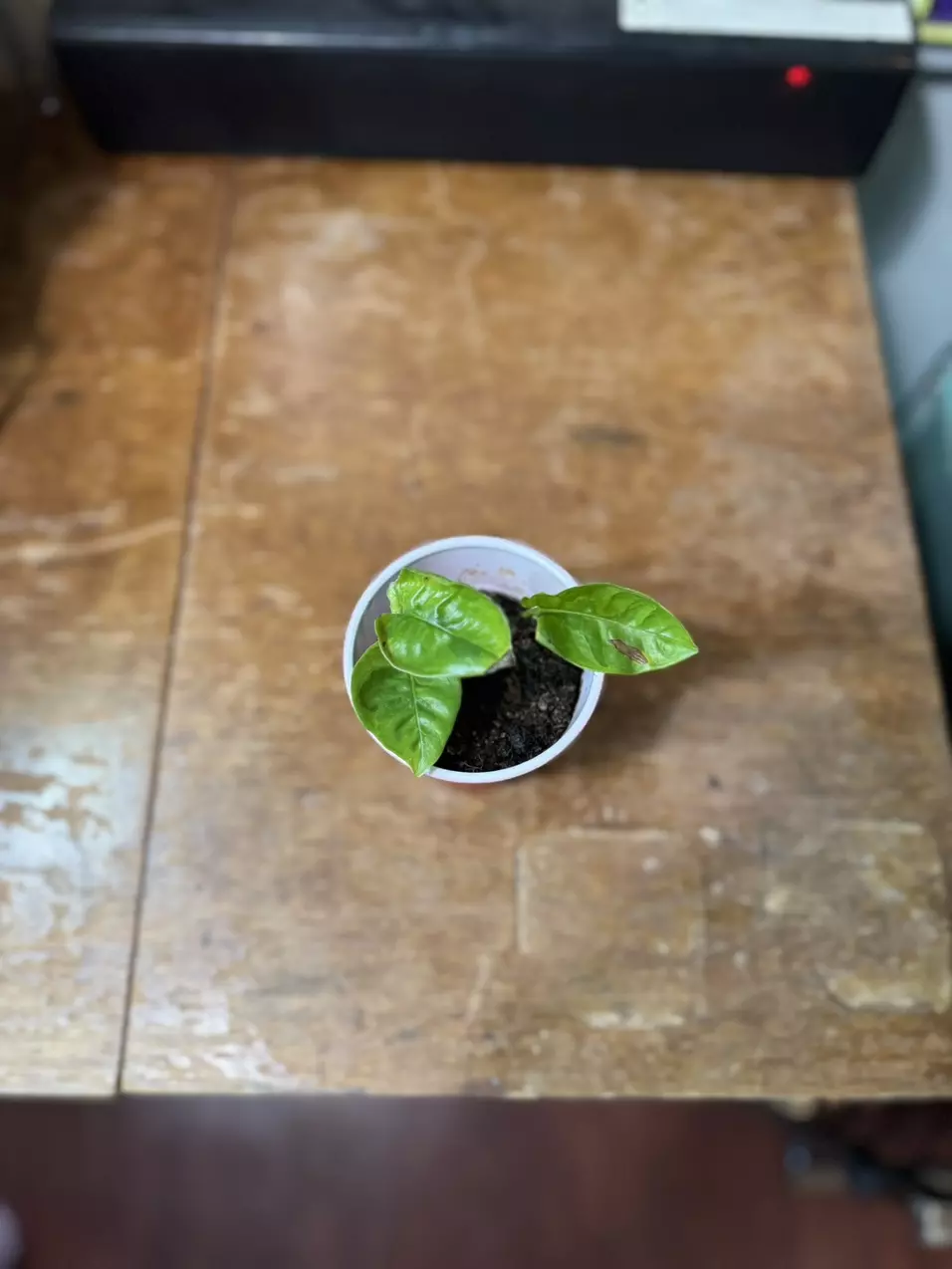 Global Green Pothos thumbnail