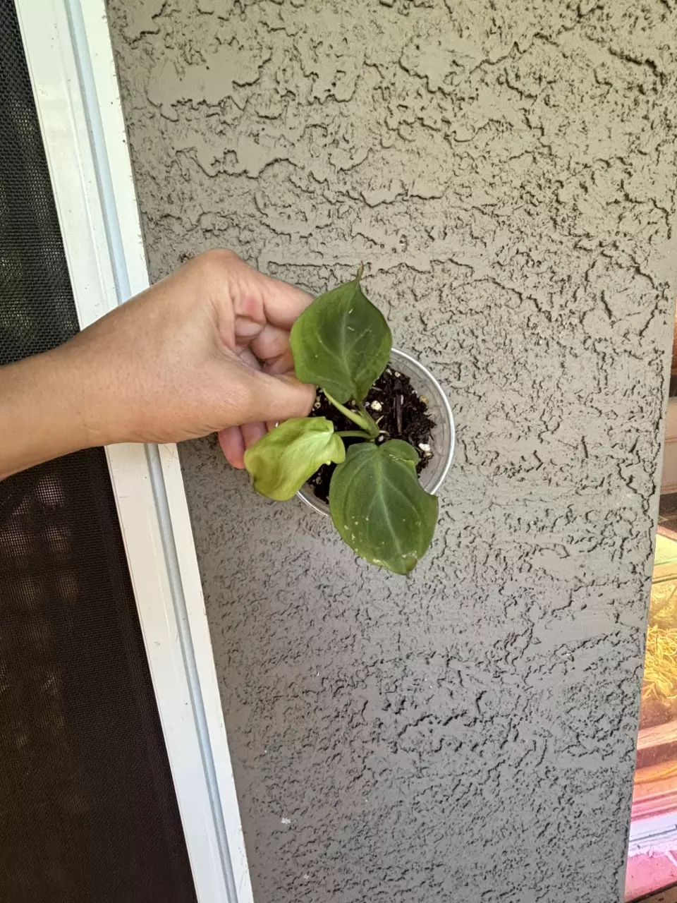 Philodendron Camposportoanum thumbnail