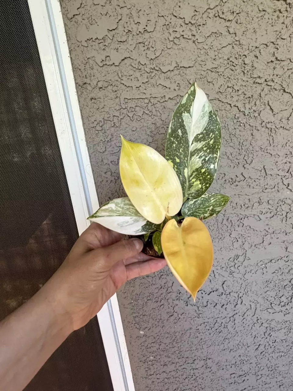 Green Congo copper flame Philodendron thumbnail