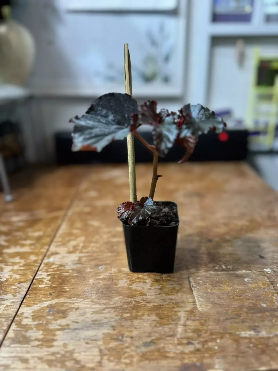 Angel Wing Begonia Sophie Cecile thumbnail