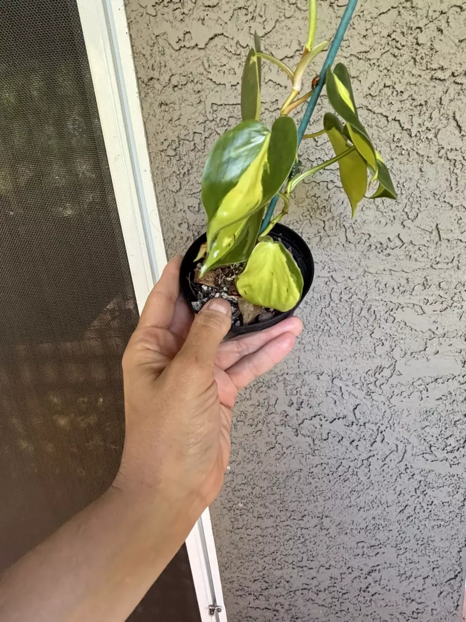Brasil Philodendron thumbnail