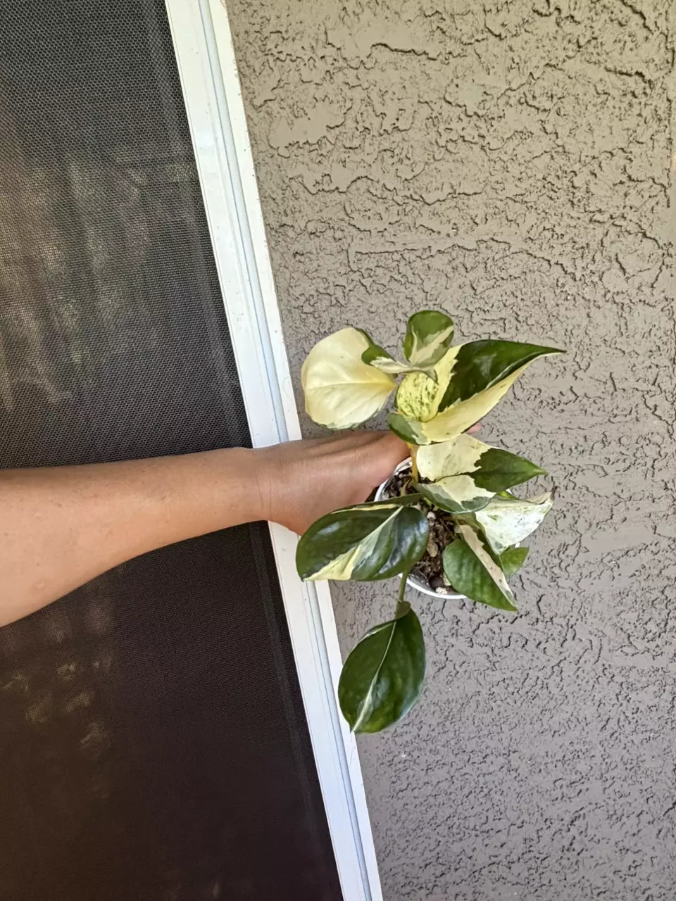 Manjula Pothos thumbnail