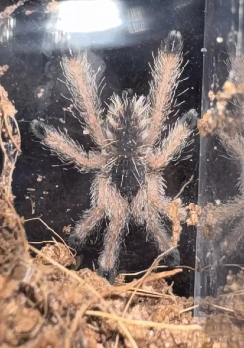 Peru Purple Pinktoe Taranula (Avicularia Juruensis) 1” thumbnail