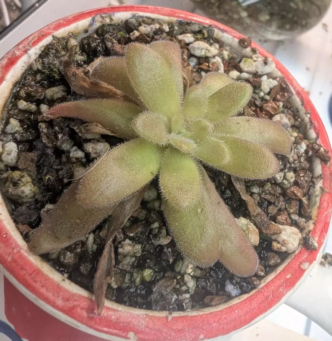 Carnivorous plant Mexican butterwort agnata 'El Lobo' x gypsicola sm bare root thumbnail