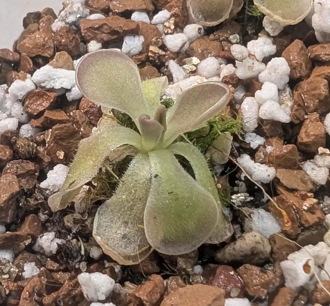 Carnivorous plant Mexican Pinguicula laueana x ehlersiae bare root thumbnail