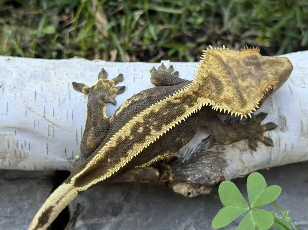 Morpheus - Male Emptyback thumbnail