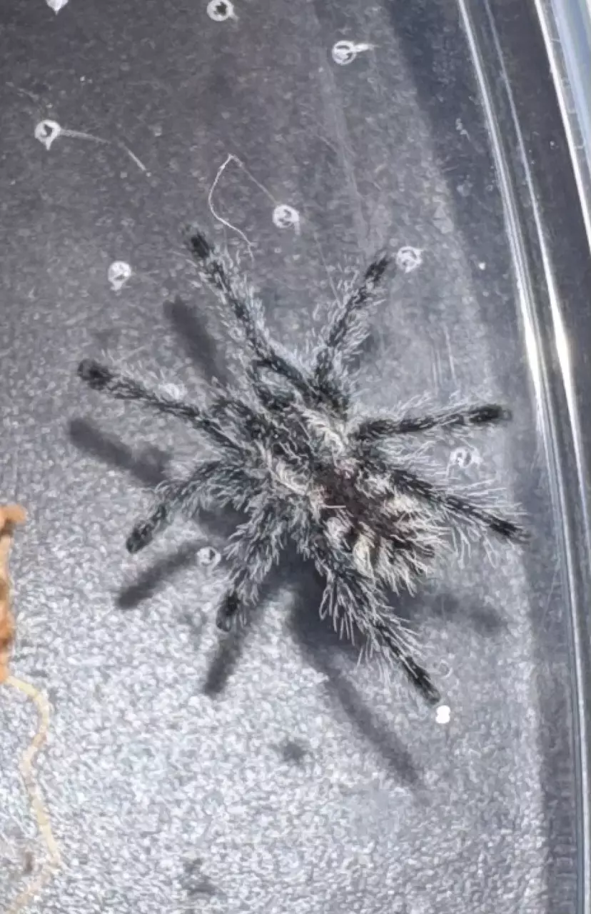 Purple Pinktoe Tarantula (Avicularia purpurea) 1” thumbnail