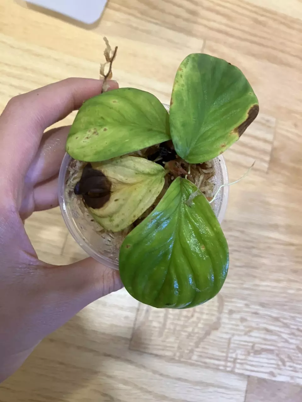 Homalomena sp Langkat thumbnail