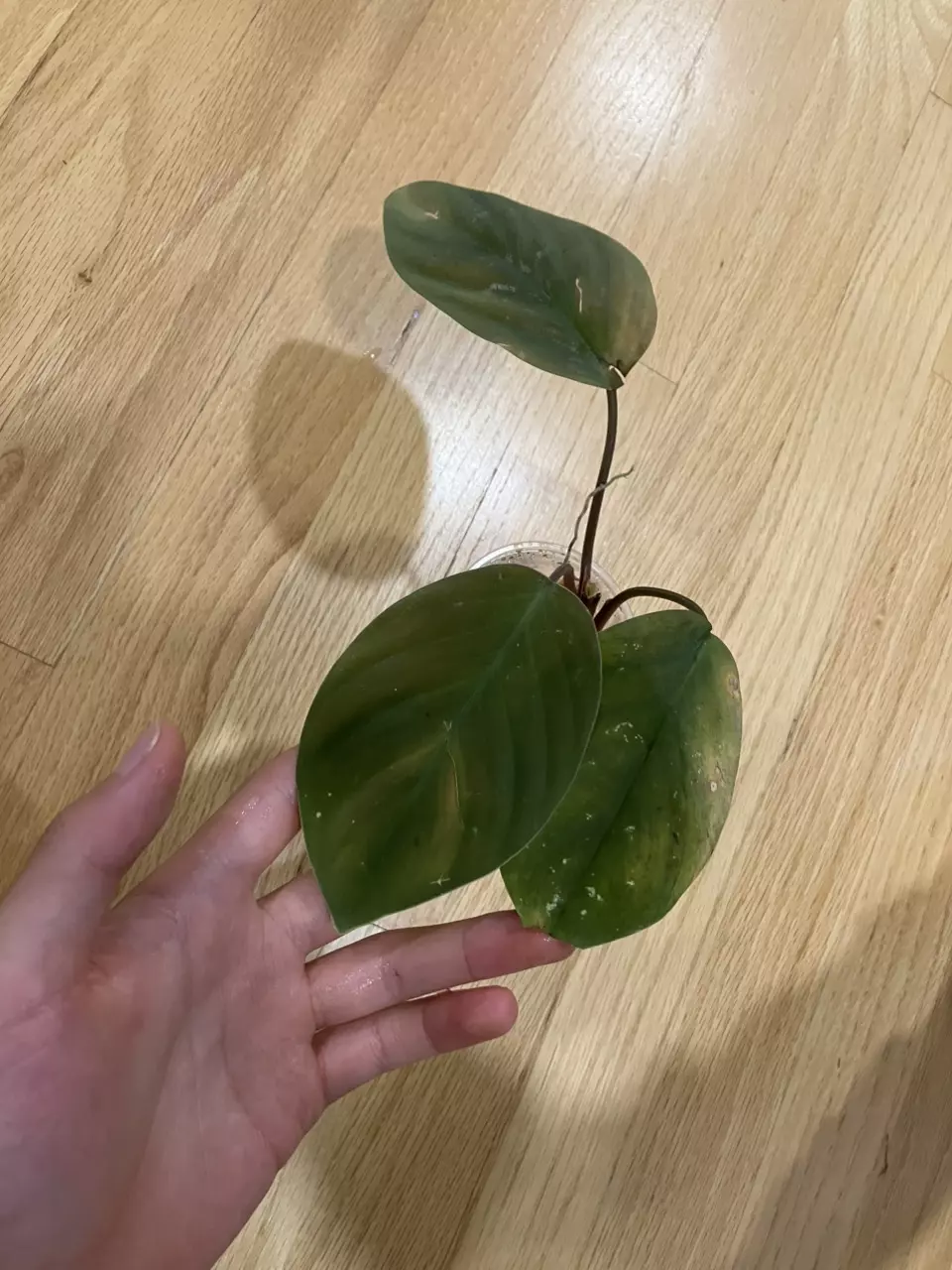 Homalomena sp Ngabang green thumbnail