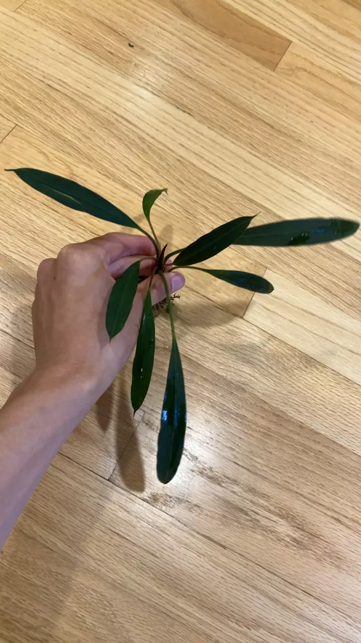 Bucephalandra Aurantiitheca thumbnail