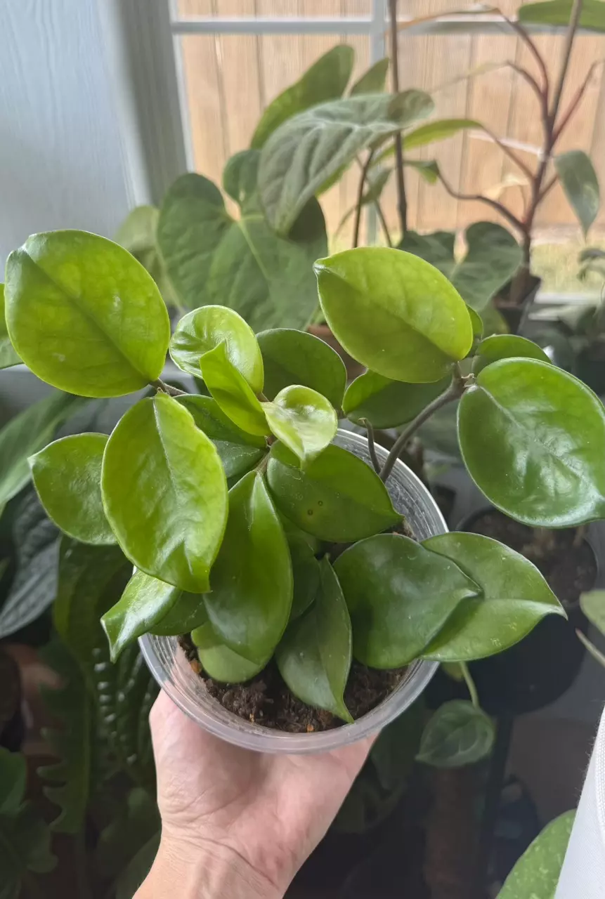 Hoya Carnosa thumbnail