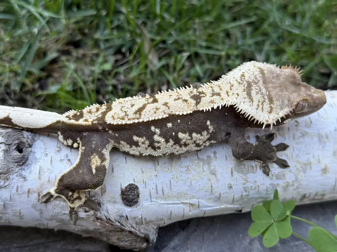 Lucky 13 - Male Black & White/Cream/Whatever thumbnail