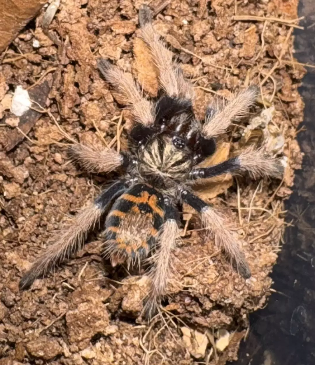 Greenbottle blue Tarantula a.k.a GBB (Chromatopelma cyaneopubescens) 1.25” thumbnail