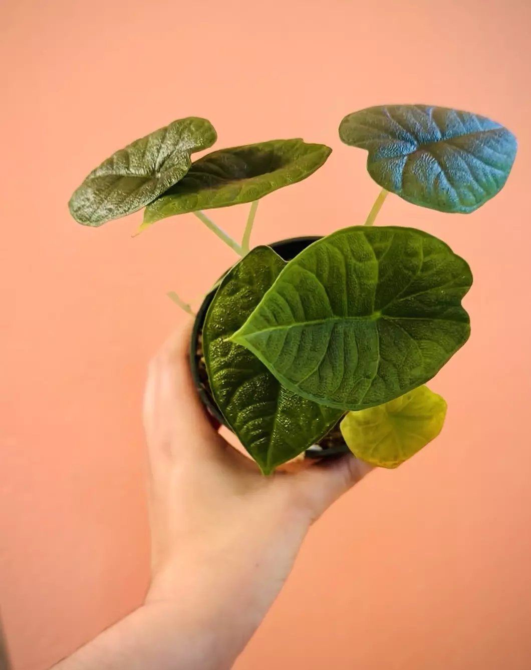 Alocasia Melo “Rugosa” thumbnail