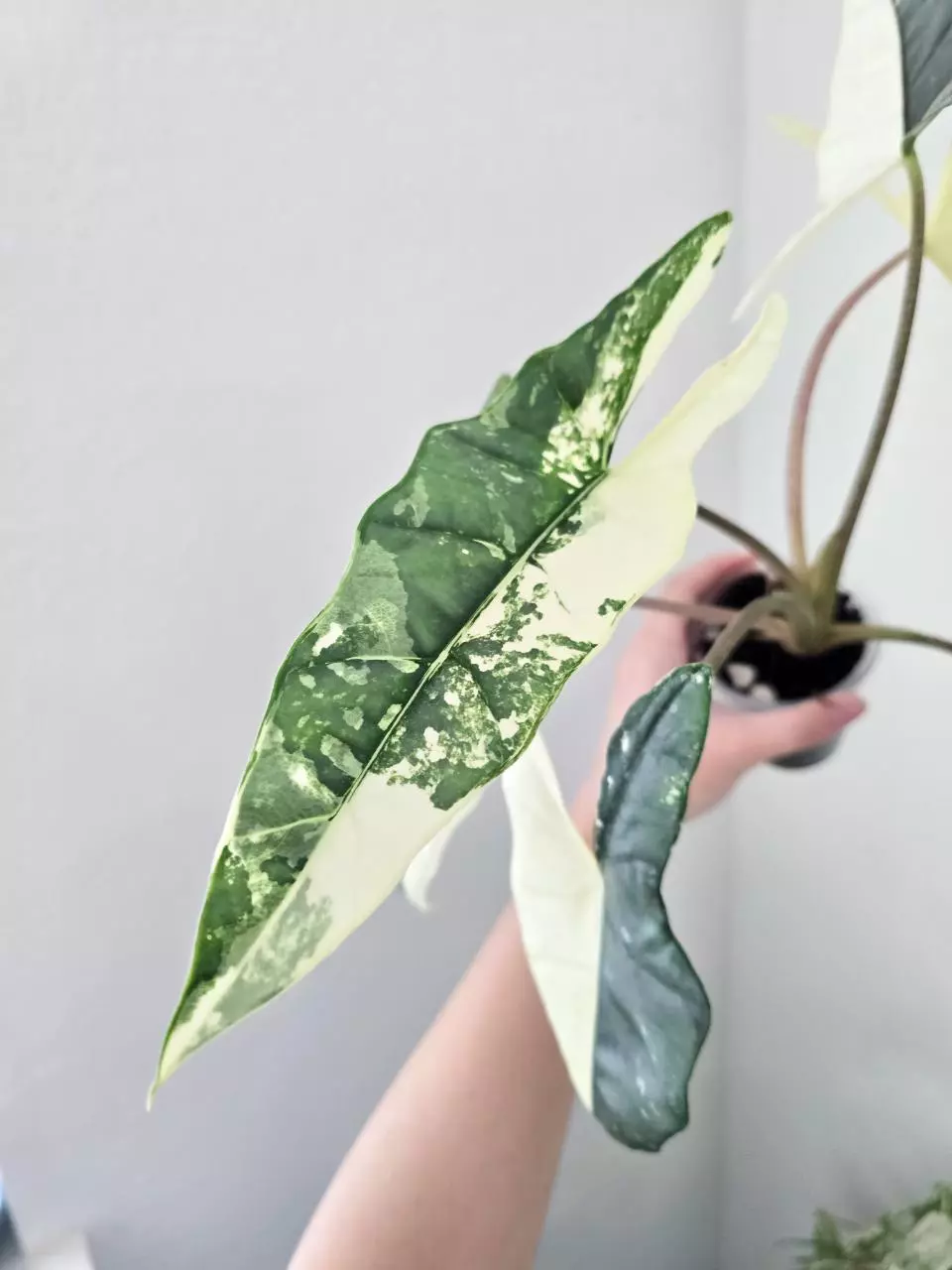 Alocasia Metallic Blue Albo CORM thumbnail