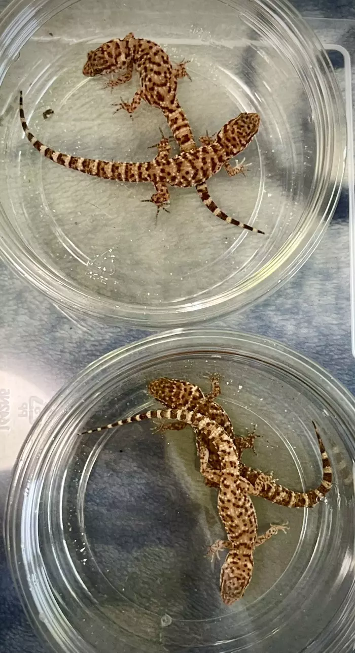 Heteronotia binoei Adults 4ct thumbnail