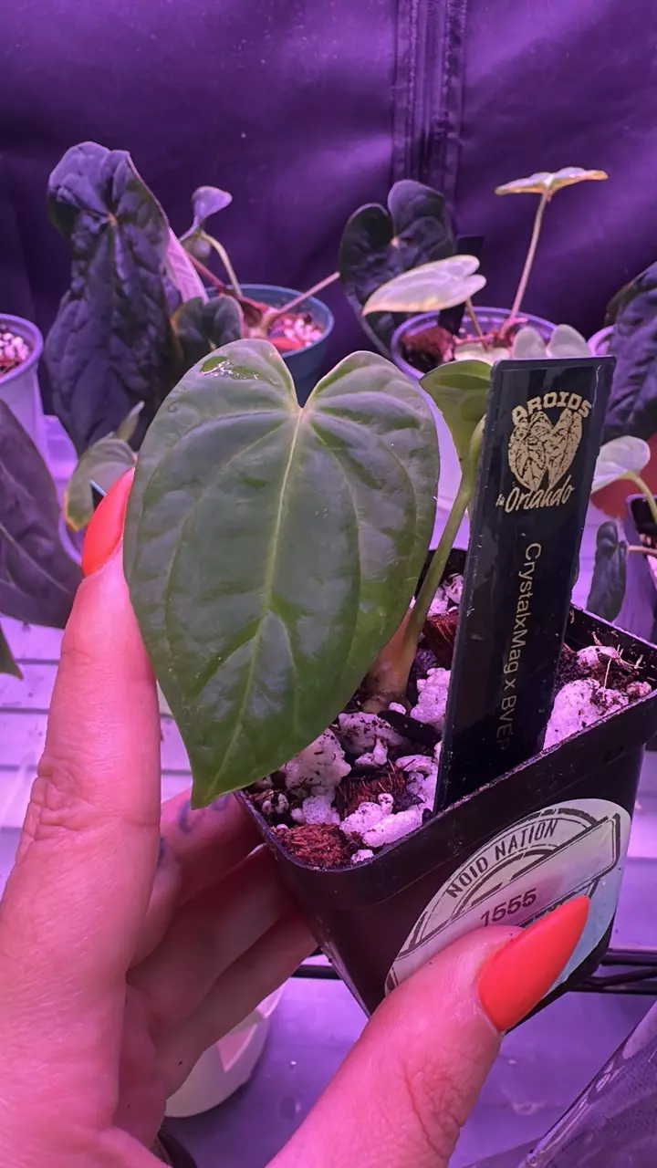 Anthurium crystalmag x bvep thumbnail