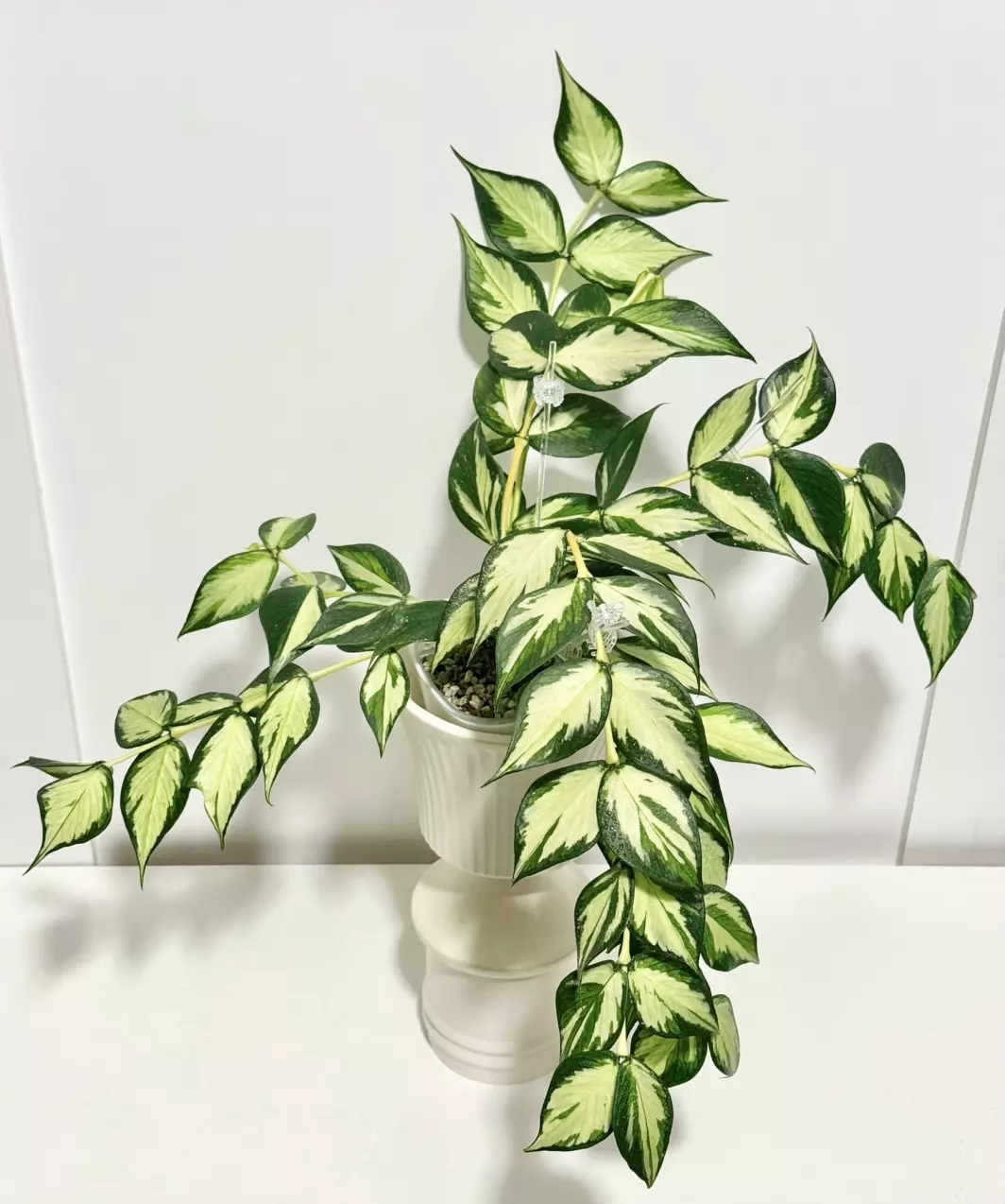 Hoya polyneura ‘Inner Variegated’ cutting grower’s choice thumbnail