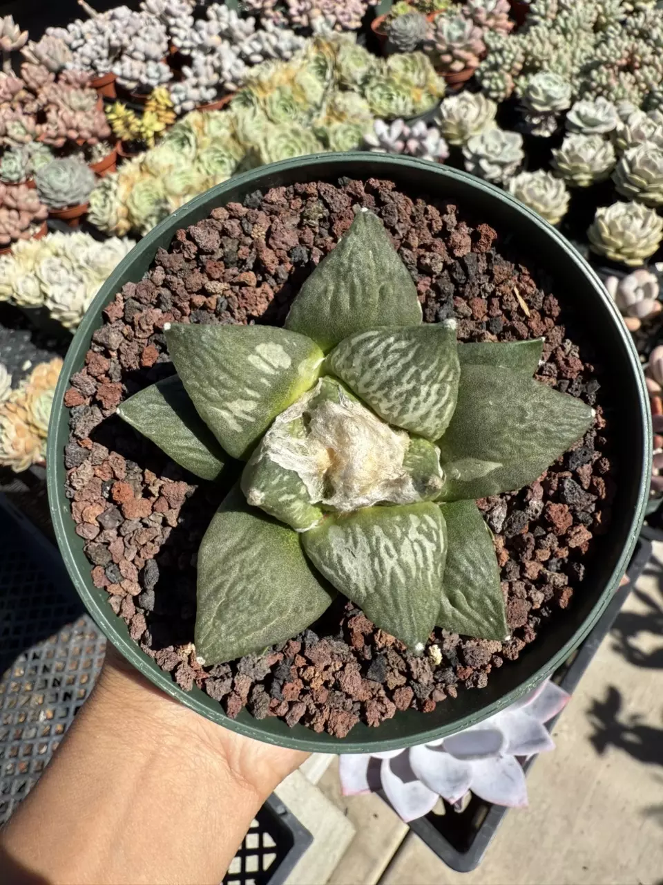 Ariocarpus Retusus seed grown 5" pot thumbnail