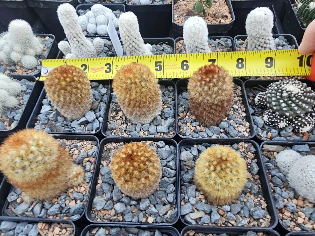 Mammillaria carmenae Growers Choice thumbnail