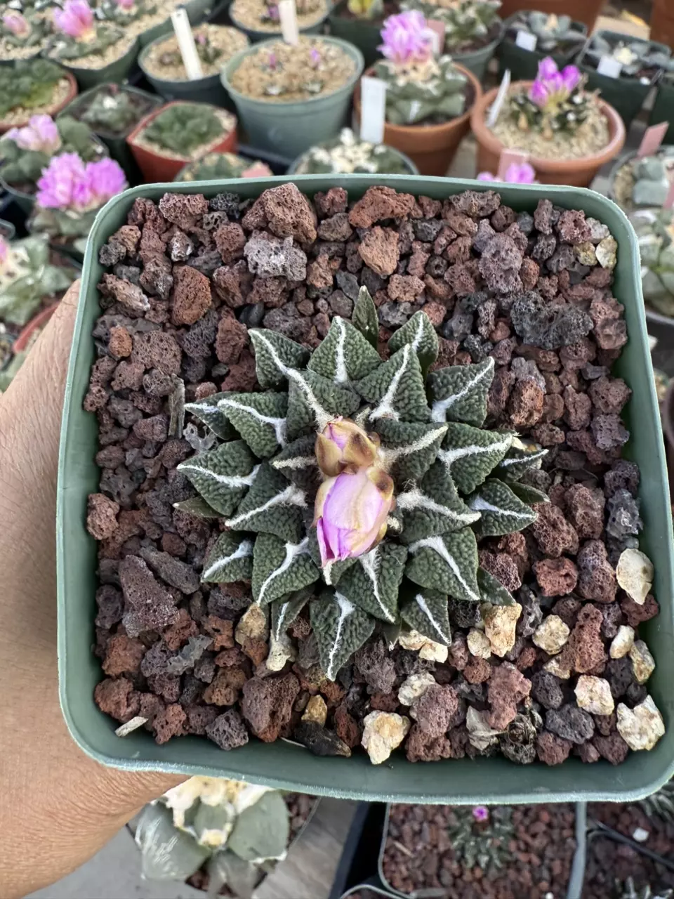 Ariocarpus Ooibo seed grown 3.75" pot thumbnail