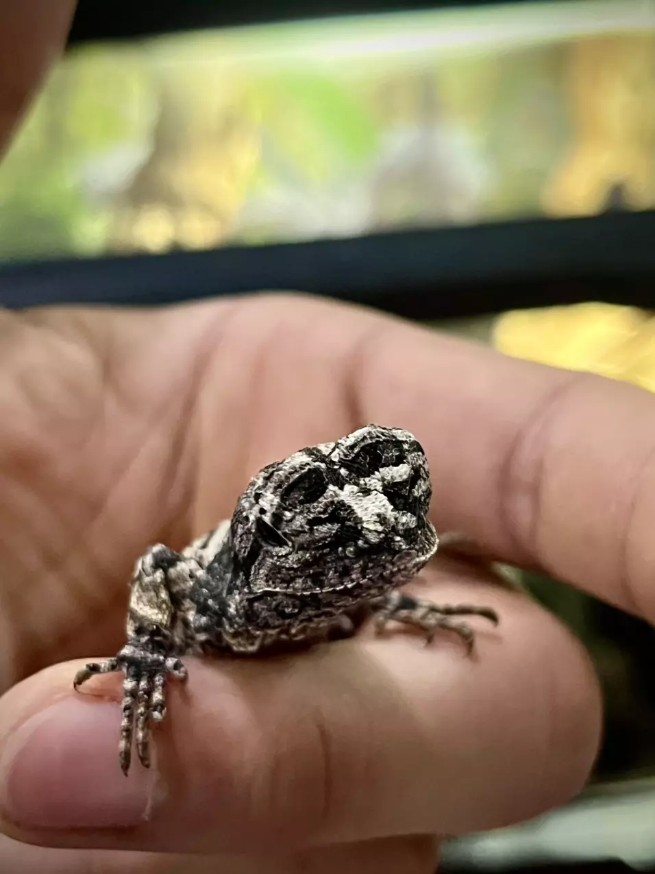 Australian Frilled Dragons 1.1. thumbnail