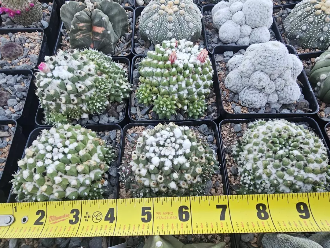 Mammillaria bucareliensis 'Erusamu' Growers Choice thumbnail